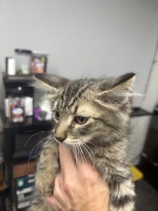 A baby small-sized male Domestic Medium Hair cat named Kakashi for adoption in West Chester, PA