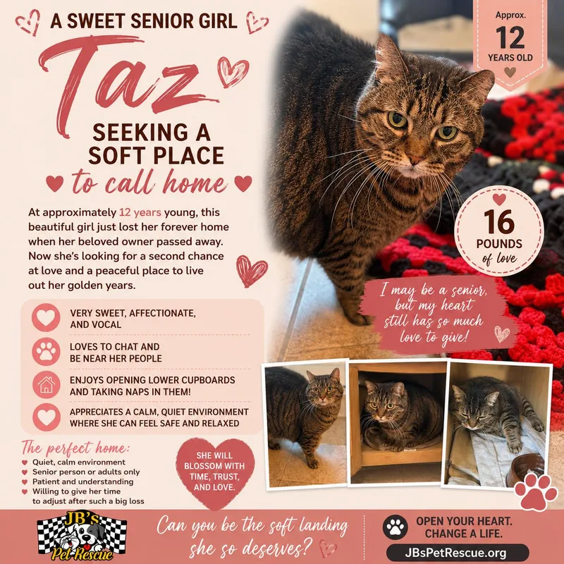 A senior small-sized female Domestic Short Hair cat named Taz for adoption in Mesquite, TX