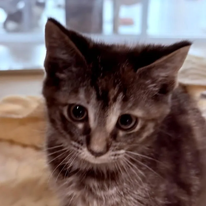 A baby small-sized female Black Domestic Short Hair cat named Dora for adoption in Leander, TX