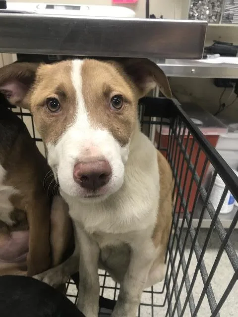 A baby medium-sized female Labrador Retriever dog named Haven for adoption in Conroe, TX