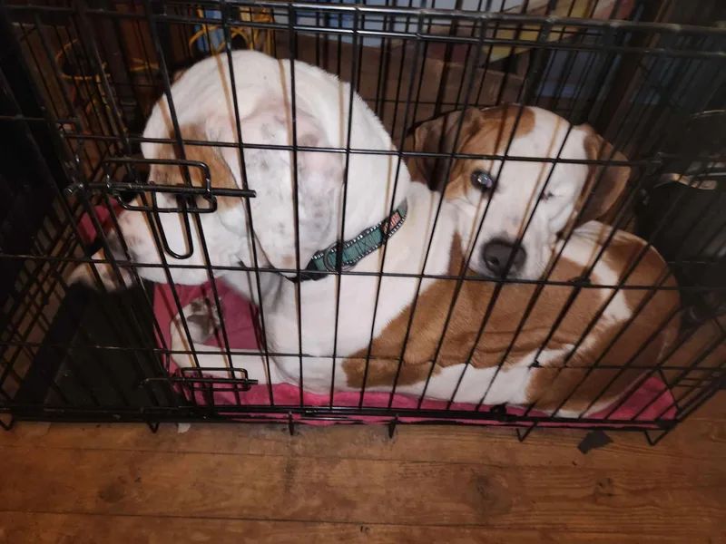 An adult medium-sized female Hound dog named Sweet Baby Rae for adoption in Six Mile, SC