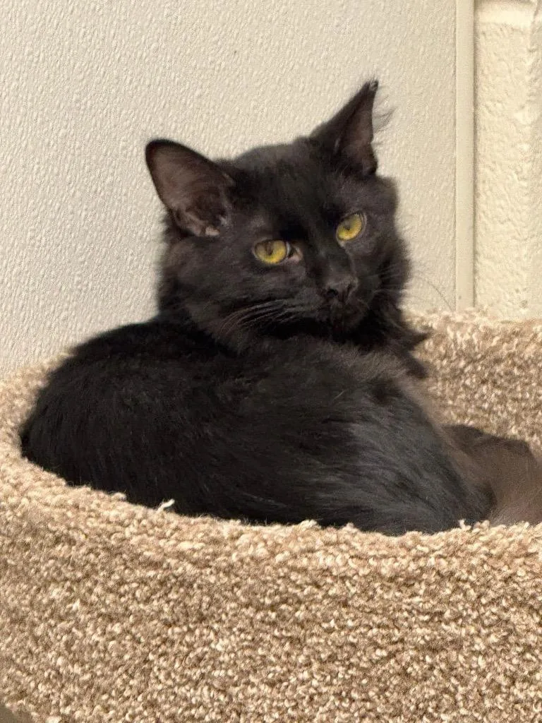 A young medium-sized male Domestic Medium Hair cat named Inki for adoption in Dalton, GA