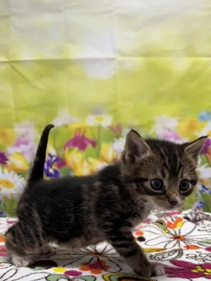 A baby small-sized male Domestic Short Hair cat named Darwin for adoption in San Antonio, TX
