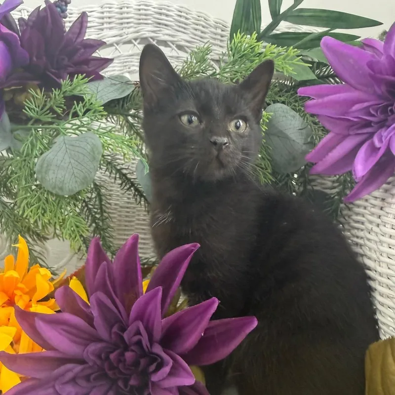 A baby small-sized male Black Domestic Short Hair cat named Opaline Q Cuppance for adoption in Eaton Rapids, MI