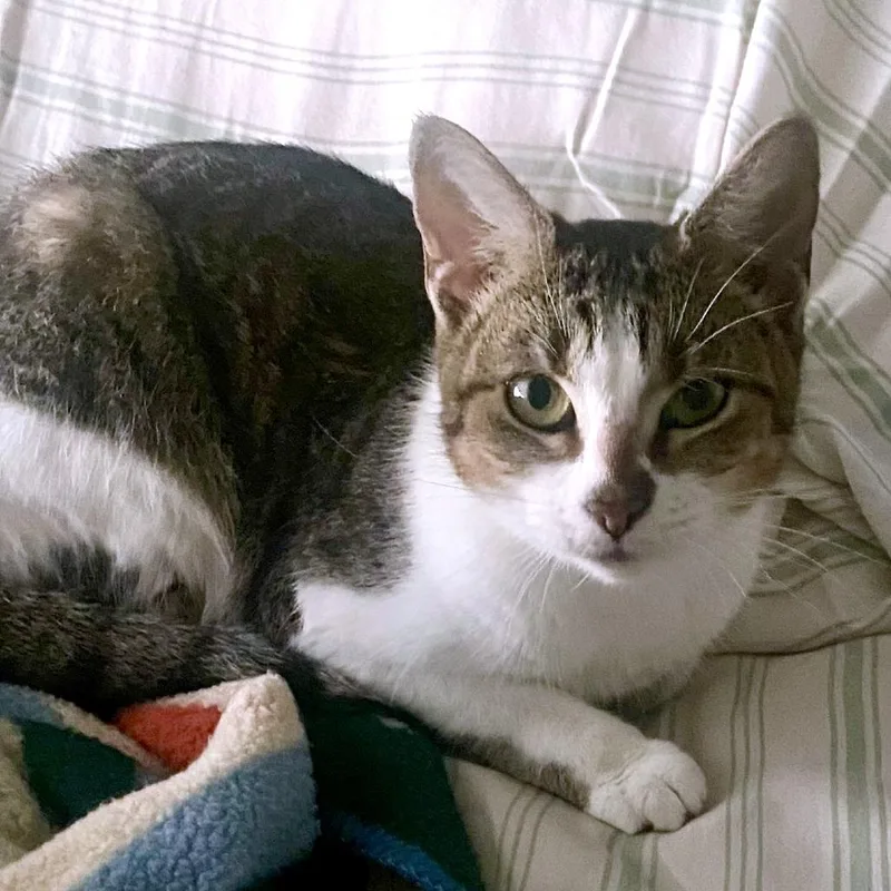 Penelope thumbnail 4