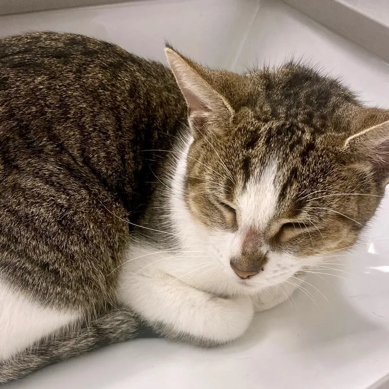 Penelope thumbnail 5