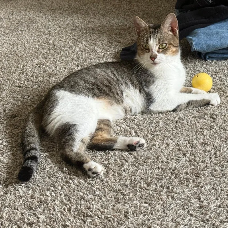 Penelope thumbnail 6