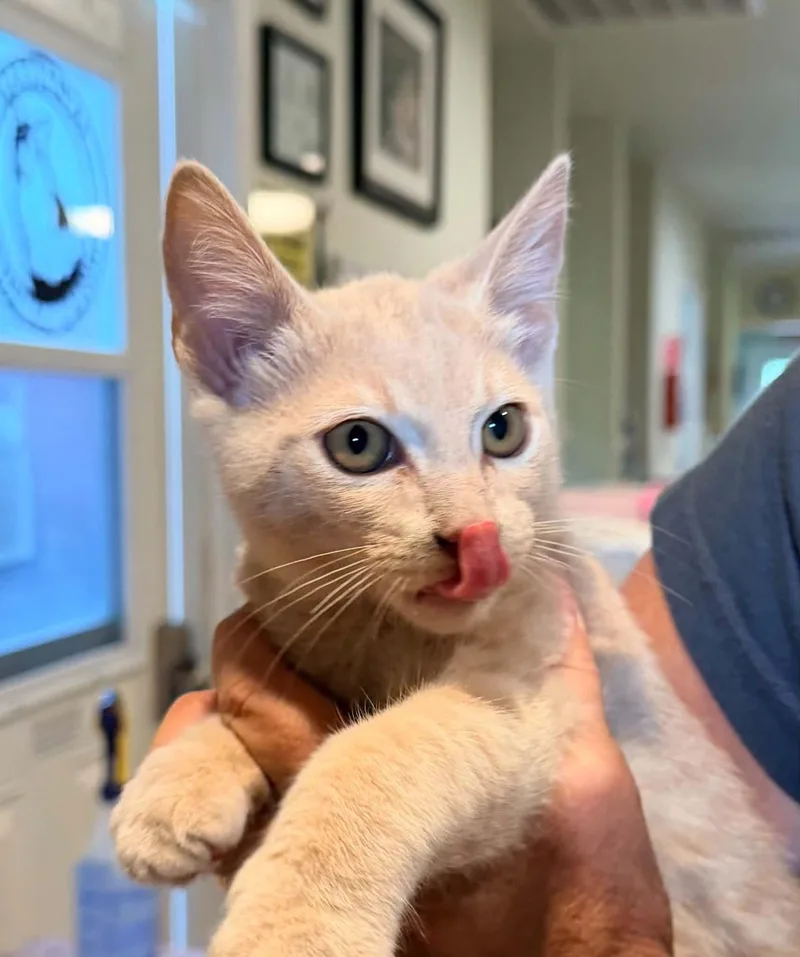 A baby medium-sized male Domestic Short Hair cat named Romper for adoption in Lincoln, CA