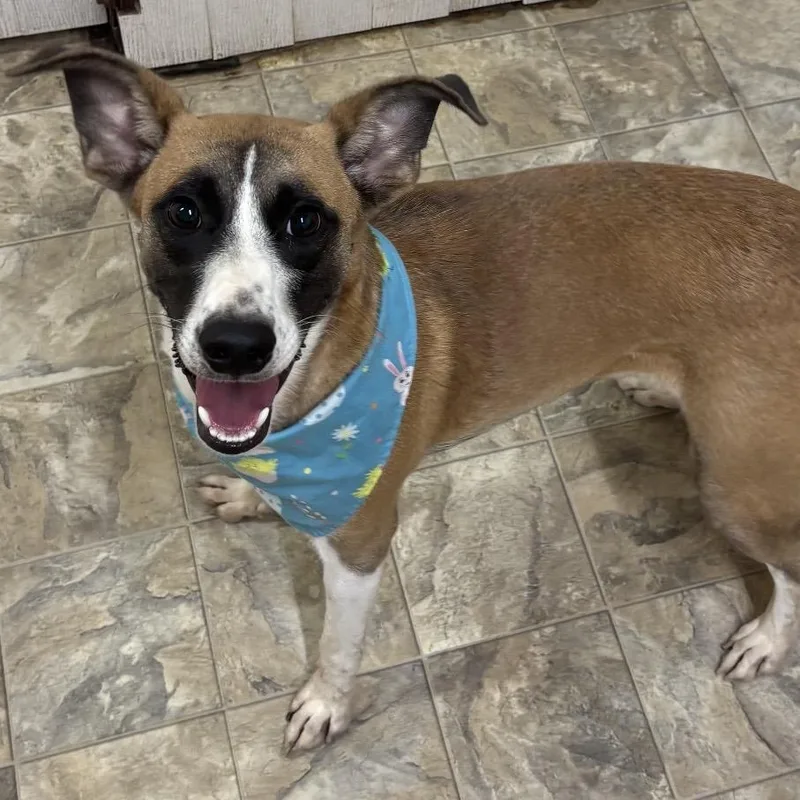 An adult medium-sized male Terrier dog named Jason for adoption in Pilot Point, TX
