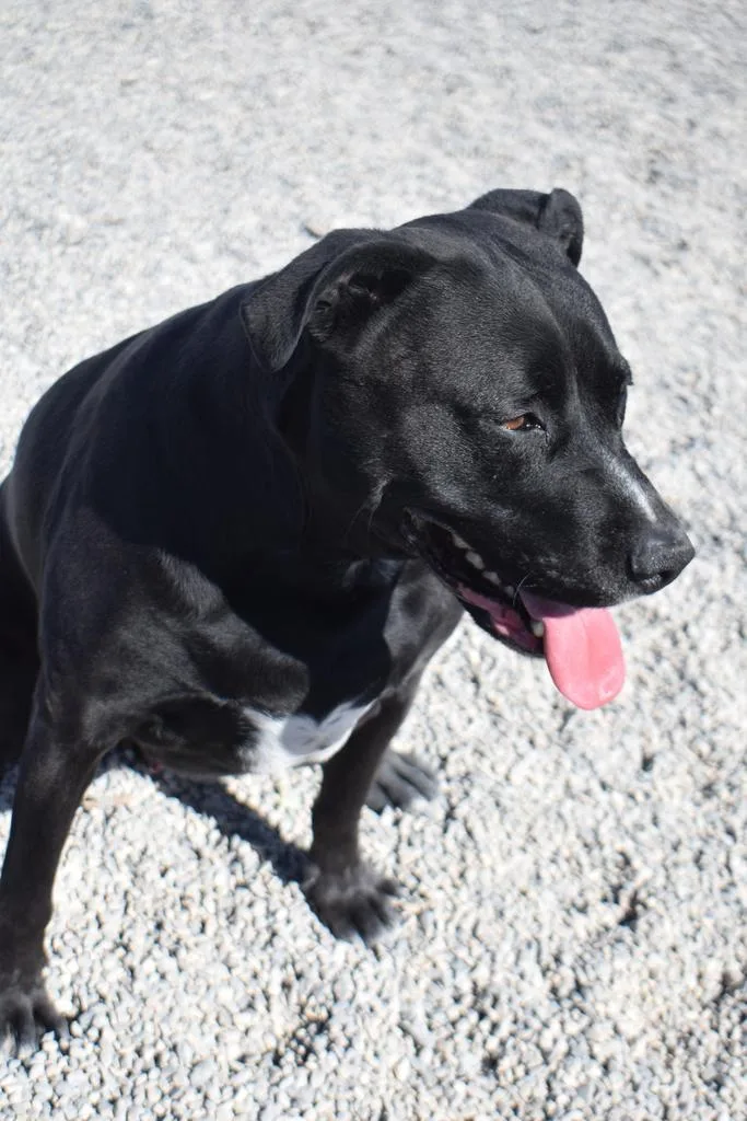 Sir Cosmos thumbnail 2