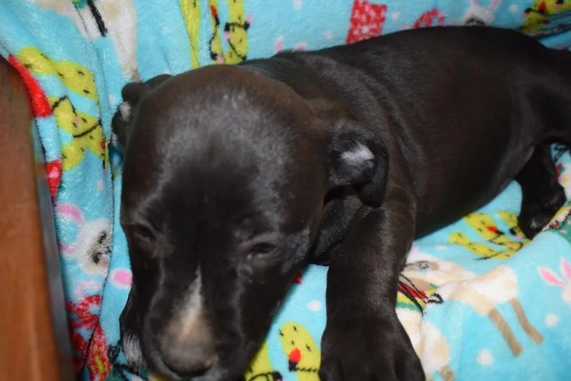 Sir Cosmos thumbnail 3