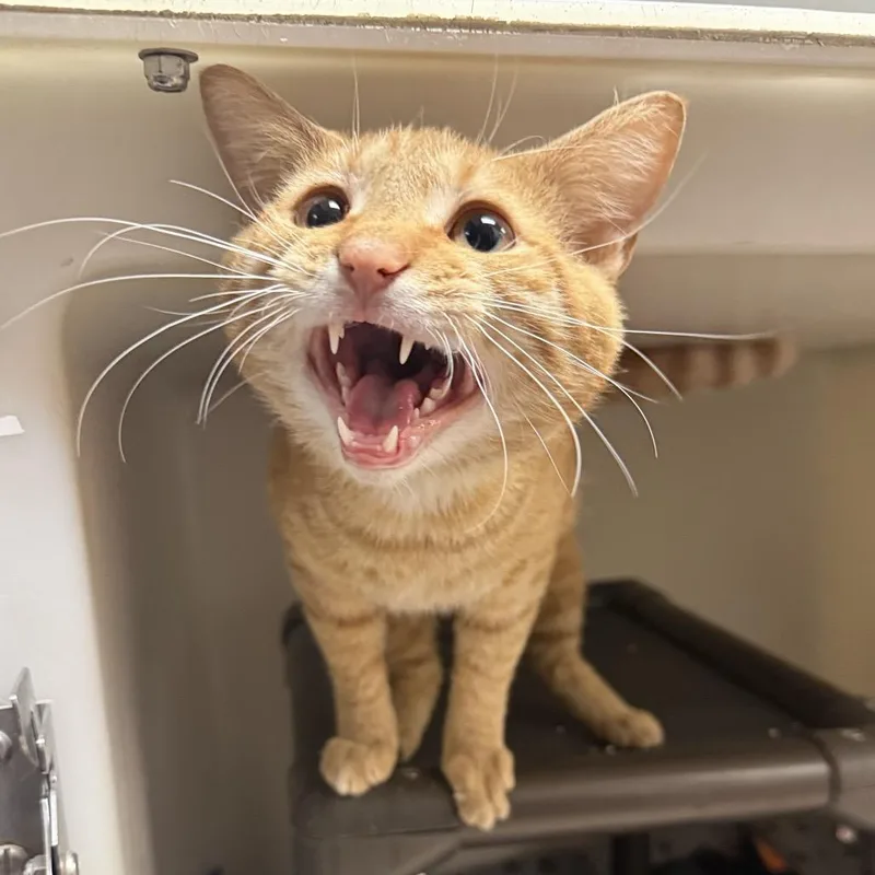 An adult small-sized male Orange / Red Domestic Short Hair cat named Hugh for adoption in Caryville, TN