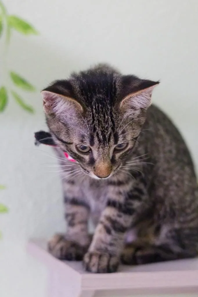 A baby medium-sized female Domestic Short Hair cat named Billy Jean for adoption in Hot Springs, AR