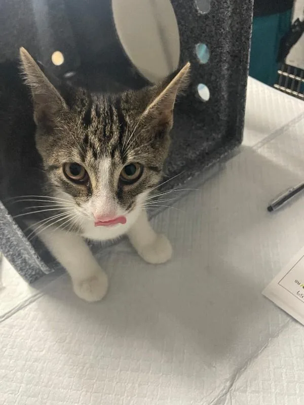 An adult small-sized male Tabby (Gray / Blue / Silver) Domestic Short Hair cat named Noodle for adoption in Cincinnati, OH