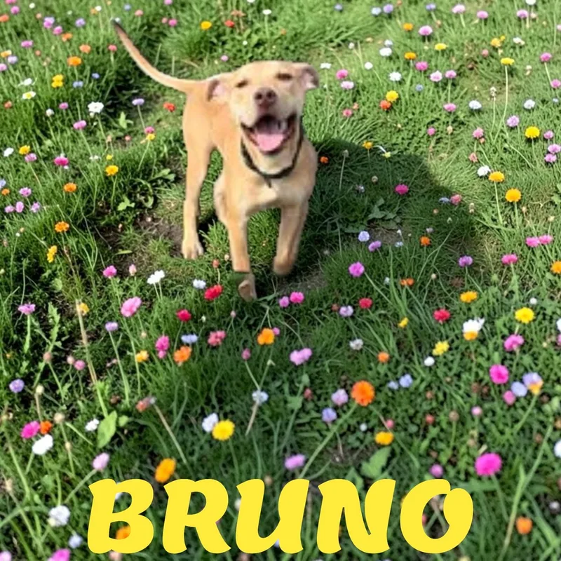 Bruno thumbnail 2