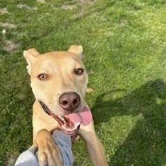Bruno thumbnail 4