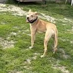 Bruno thumbnail 5