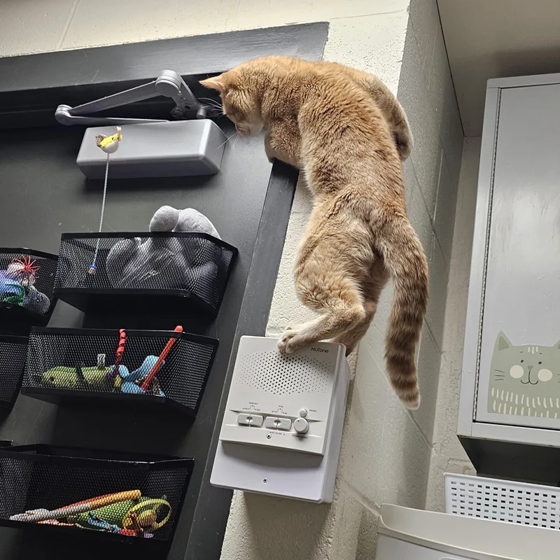 An adult medium-sized male Orange / Red Domestic Short Hair cat named Loki for adoption in Stratford, CT