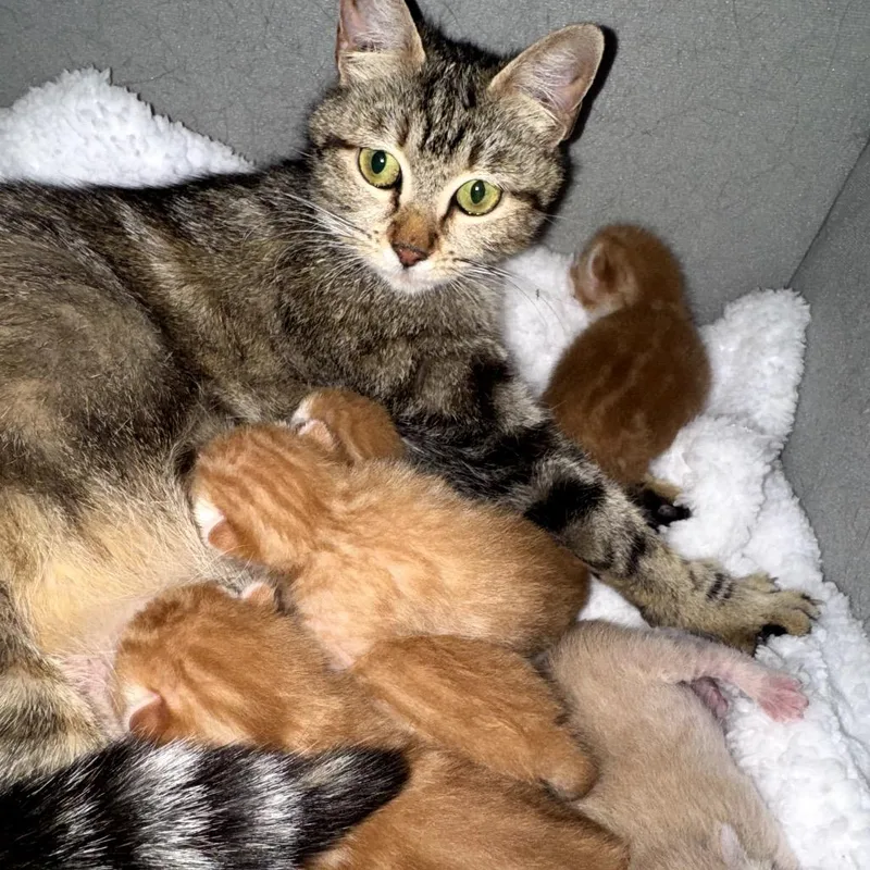 A young small-sized female Brown / Chocolate Domestic Short Hair cat named Zoila for adoption in Pacific Palisades, CA