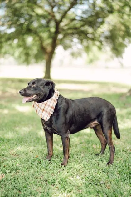 An adult large-sized male Labrador Retriever dog named Mister for adoption in Houston, TX