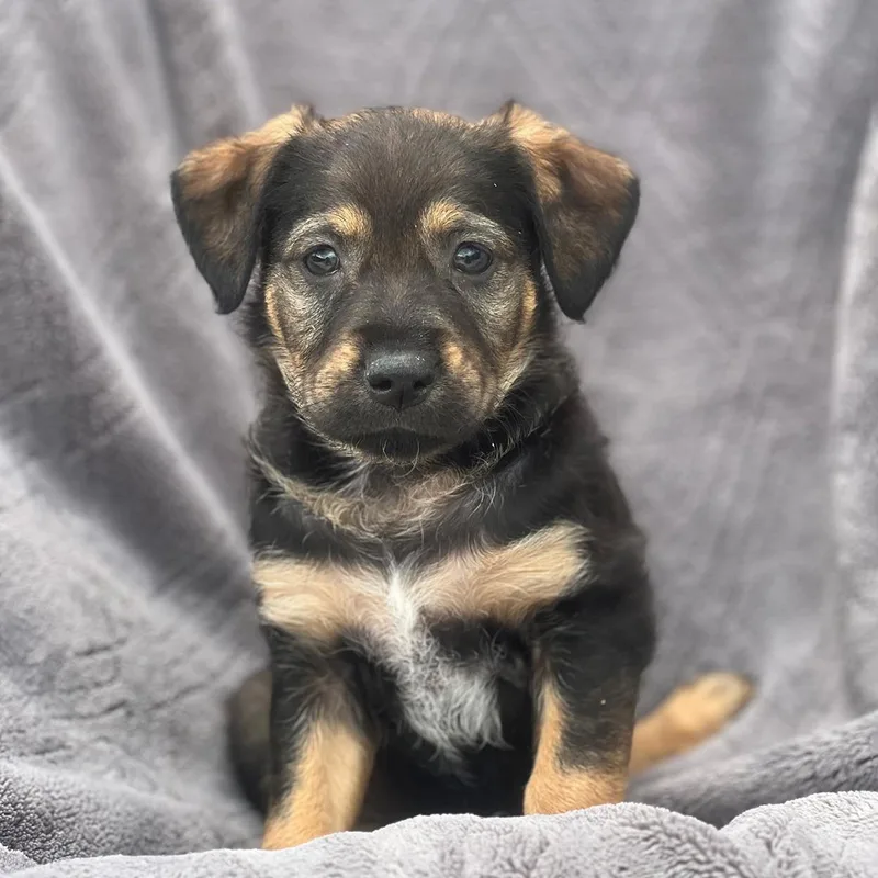 A baby large-sized female Shepherd dog named Dakota Pup  North for adoption in San Diego, CA