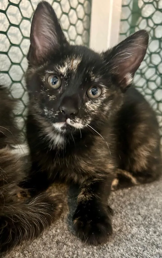 A baby small-sized female Domestic Short Hair cat named Birdie for adoption in Cottonwood, AZ