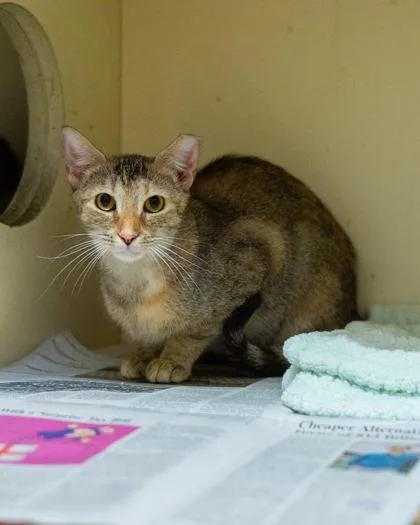 An adult large-sized female Domestic Short Hair cat named Ponderosa for adoption in Chamblee, GA