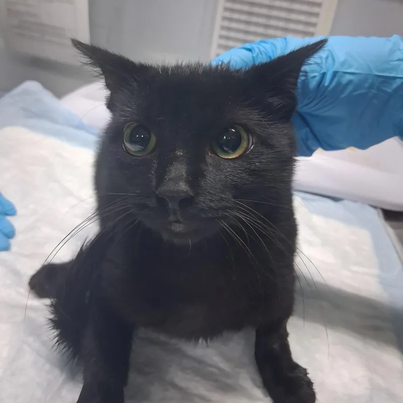 A young small-sized female Black Domestic Short Hair cat named Meowcula for adoption in Summerville, SC