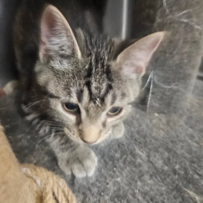 A baby small-sized male Brown / Chocolate Domestic Short Hair cat named Mars for adoption in Grantsville, UT
