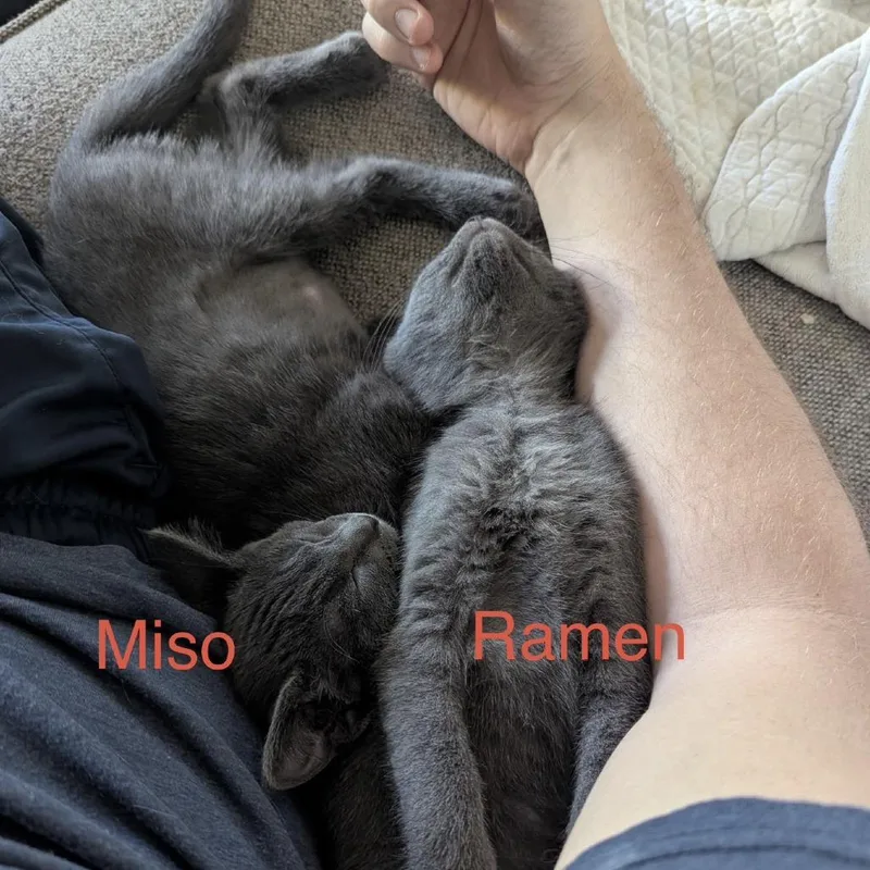 A baby small-sized male Gray / Blue / Silver Domestic Short Hair cat named Ramen for adoption in St. Paul, MN