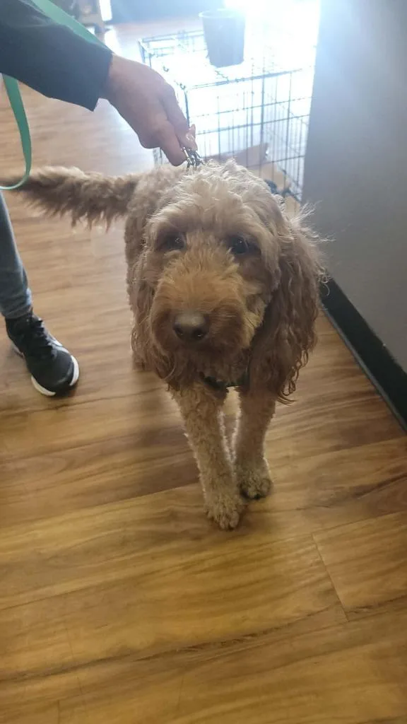 An adult medium-sized male Poodle dog named Charlie for adoption in Mesa, AZ