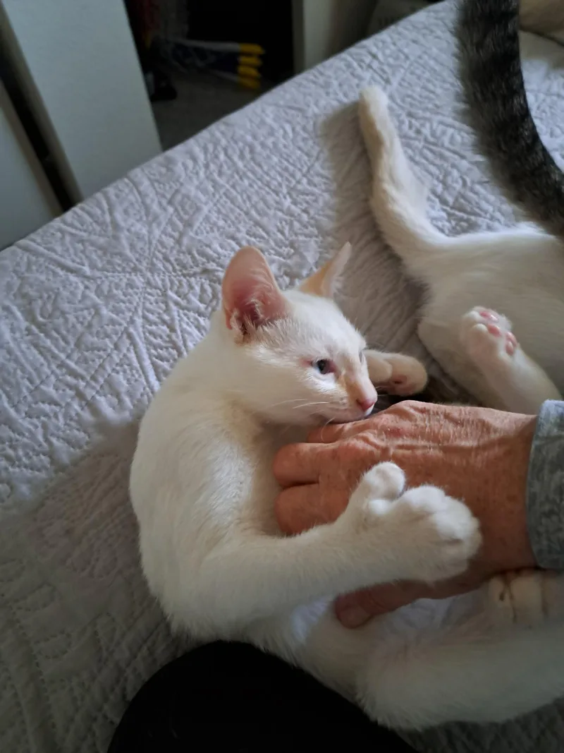 Frankie Thumbs