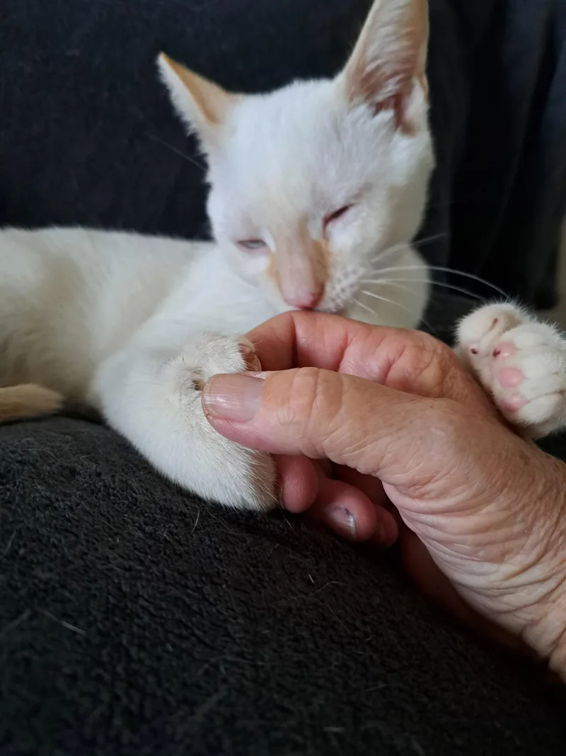 Frankie Thumbs thumbnail 2