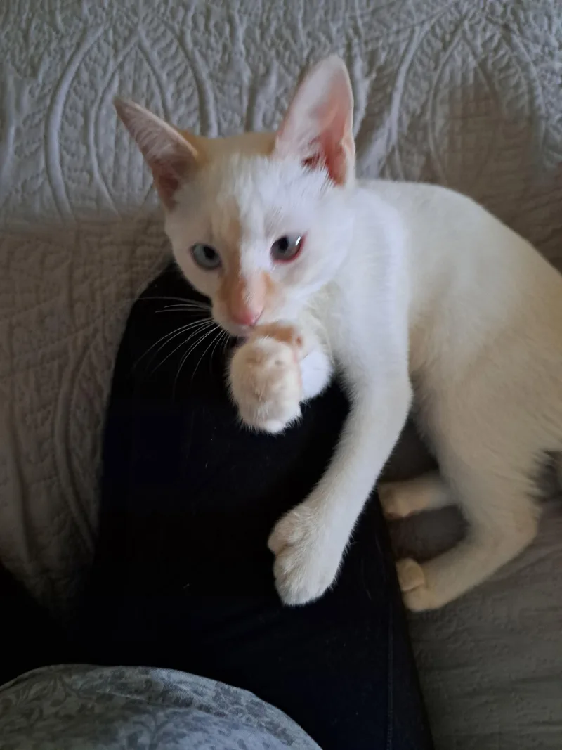 Frankie Thumbs thumbnail 3
