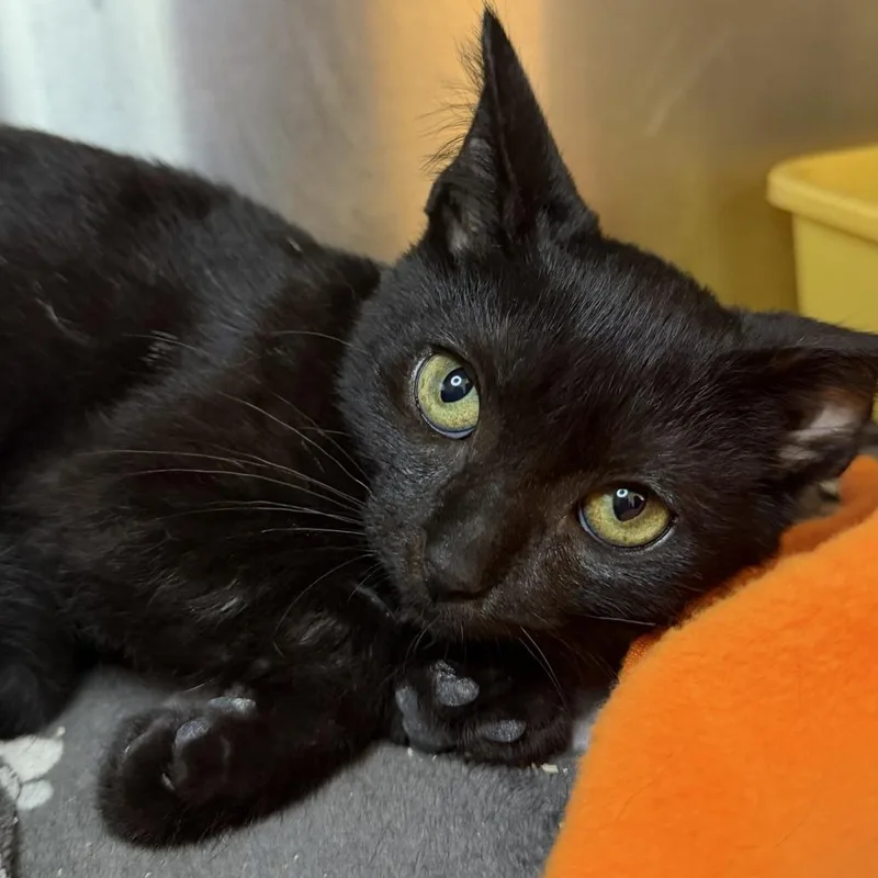A baby small-sized male Domestic Short Hair cat named Mascot for adoption in Los Angeles, CA