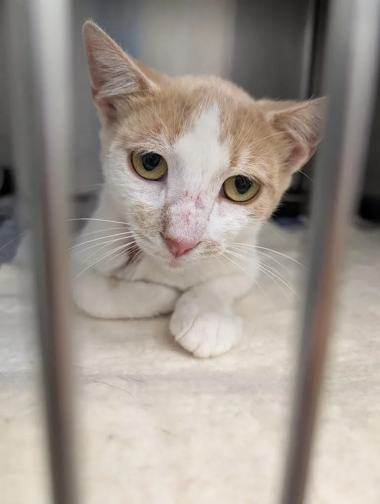 A baby small-sized female Domestic Short Hair cat named Salmon for adoption in Angola, IN
