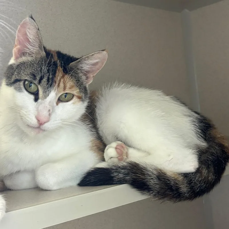 An adult medium-sized female Calico Domestic Short Hair cat named Casey for adoption in Redwood City, CA