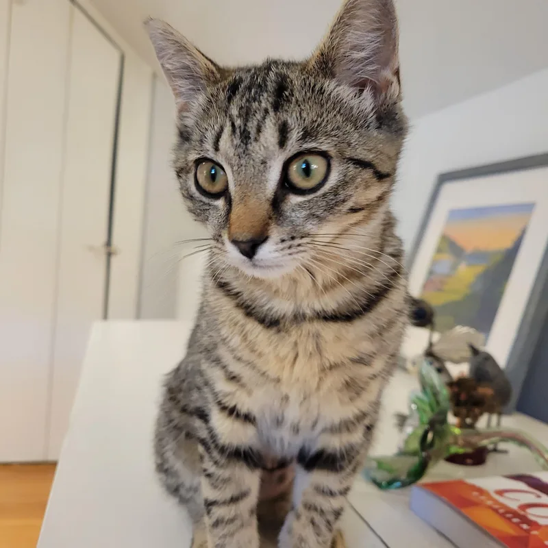 A baby medium-sized female Tabby cat named Munchkin for adoption in Medford, MA
