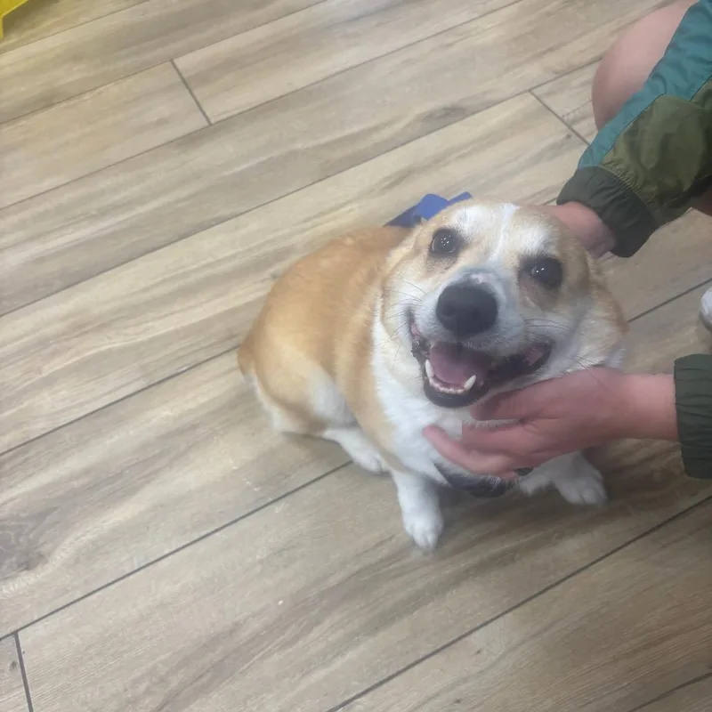 An adult medium-sized male Yellow / Tan / Blond / Fawn Corgi dog named Taquito for adoption in Newark, NJ