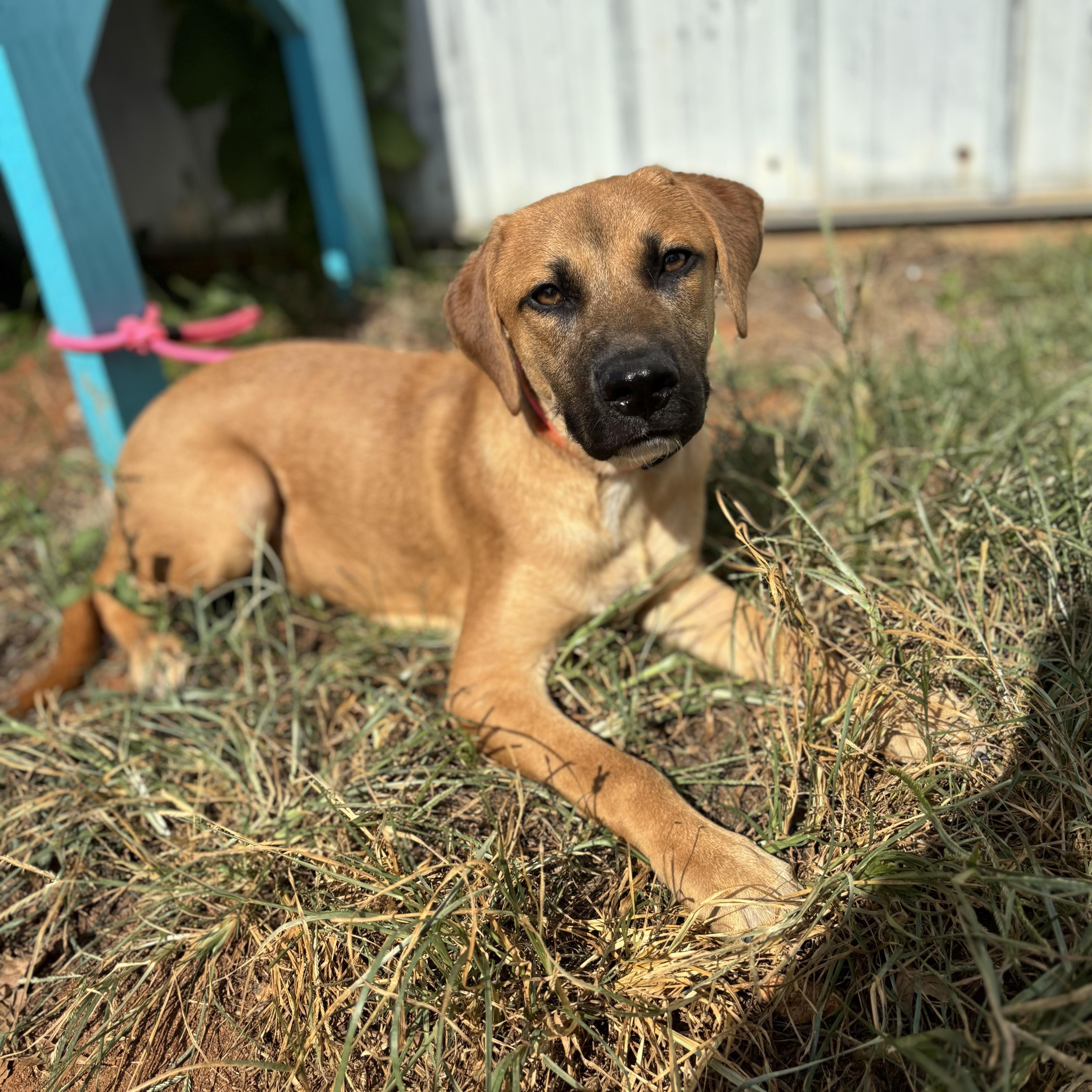 A young medium-sized male Black Hound dog named Brian for adoption in Columbia, SC