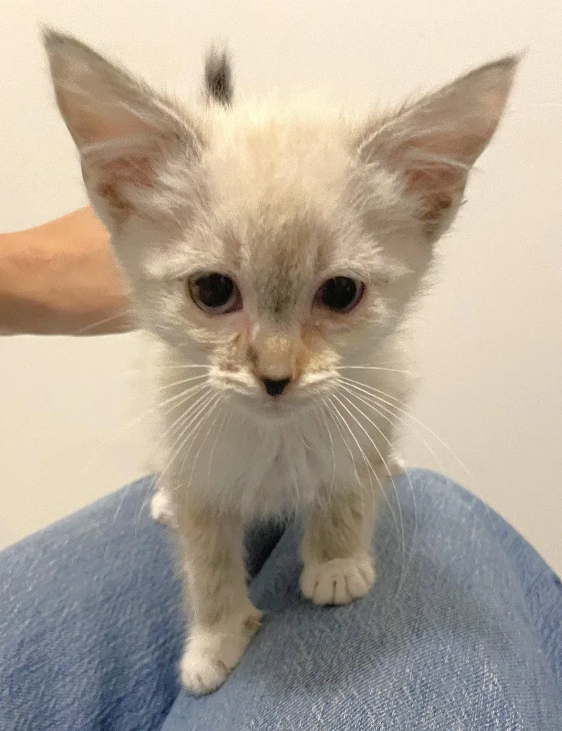 A baby medium-sized female Siamese cat named Bread for adoption in Shawnee, KS