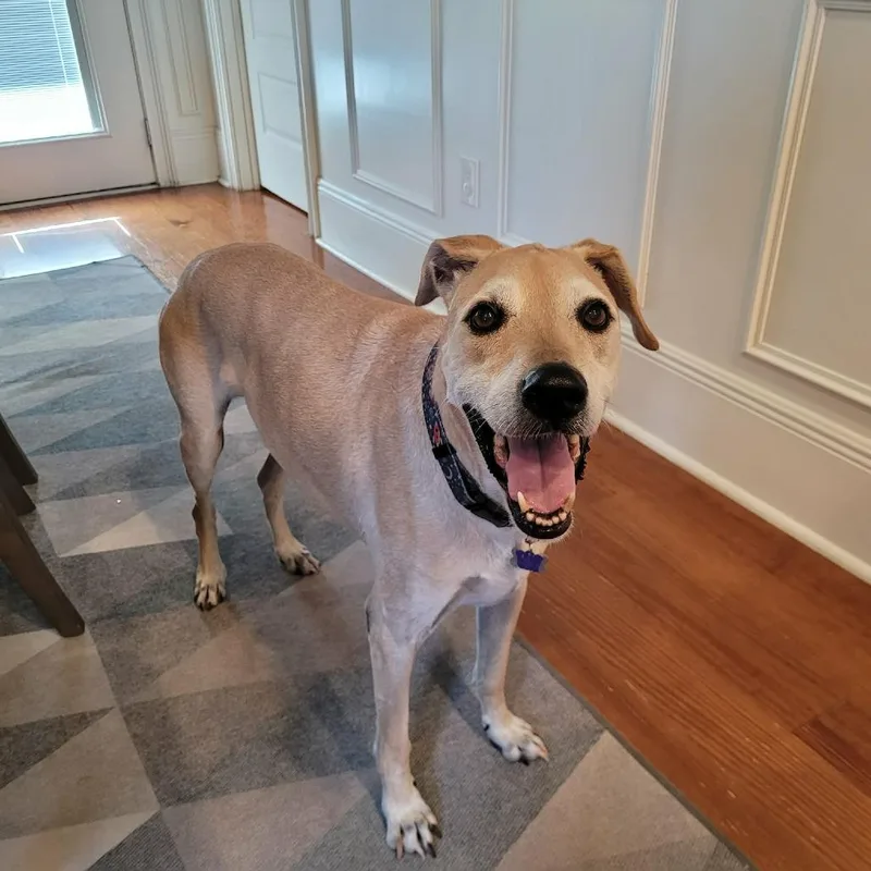 A senior large-sized male Golden Retriever dog named Nugget for adoption in New Orleans, LA