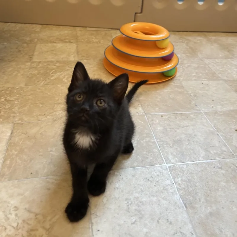 A baby small-sized male Black Domestic Short Hair cat named Thistle for adoption in Bel Air, MD