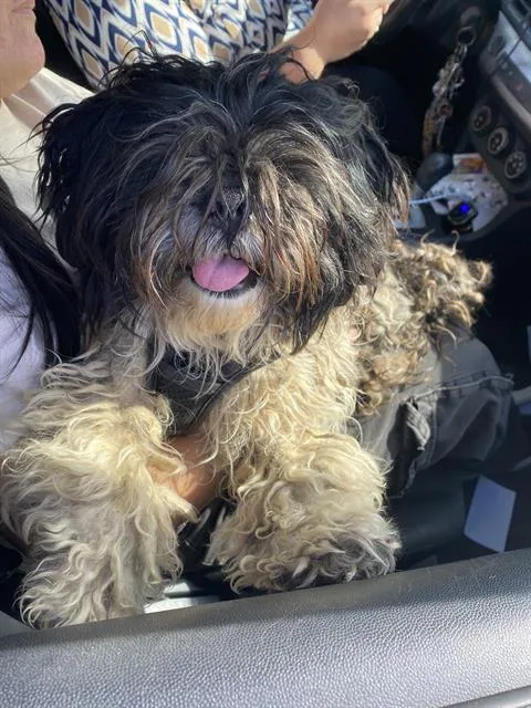 A young medium-sized male Shih Tzu dog named Oreo for adoption in Dallas, TX