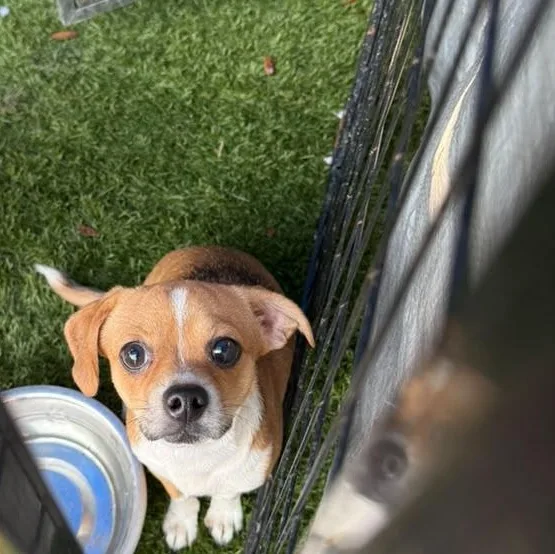 An adult small-sized female Bicolor Chihuahua dog named Molly for adoption in Tampa, FL