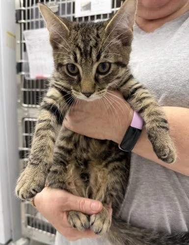 A baby small-sized male Domestic Short Hair cat named Dwight for adoption in Webster, MA