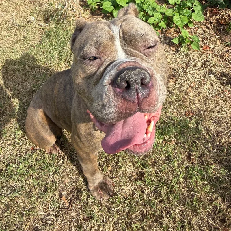 An adult medium-sized female Brindle Mixed Breed dog named Lindsey for adoption in Norman, OK