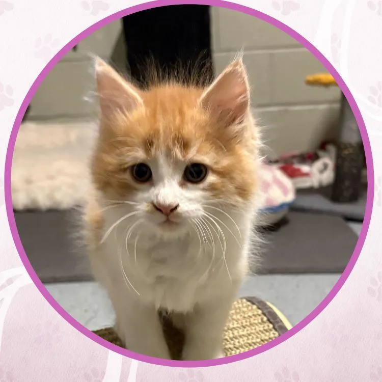 Drakkar Noir thumbnail 2