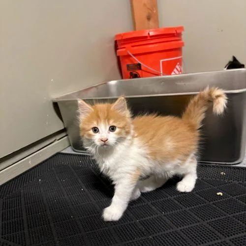 Drakkar Noir thumbnail 4