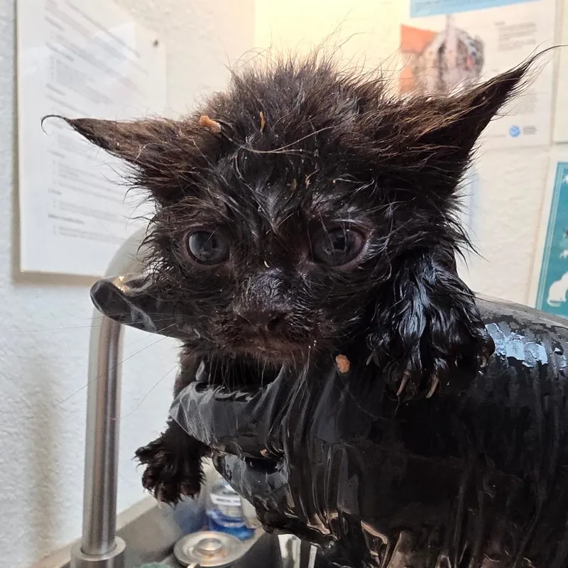 A baby small-sized male Domestic Medium Hair cat named Gimli for adoption in Allyn, WA